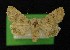  ( - AOC Lep 00324)  @11 [ ] Copyright (2014) Axel Hausmann/Bavarian State Collection of Zoology (ZSM) Universidad de Murcia
