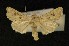  ( - AOC Lep 00325)  @11 [ ] Copyright (2014) Axel Hausmann/Bavarian State Collection of Zoology (ZSM) Universidad de Murcia