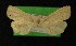  ( - AOC Lep 00328)  @12 [ ] Copyright (2014) Axel Hausmann/Bavarian State Collection of Zoology (ZSM) Universidad de Murcia