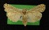  ( - AOC Lep 00330)  @14 [ ] Copyright (2014) Axel Hausmann/Bavarian State Collection of Zoology (ZSM) Universidad de Murcia
