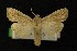  ( - AOC Lep 00331)  @11 [ ] Copyright (2014) Axel Hausmann/Bavarian State Collection of Zoology (ZSM) Universidad de Murcia
