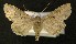  ( - AOC Lep 00338)  @13 [ ] Copyright (2014) Axel Hausmann/Bavarian State Collection of Zoology (ZSM) Universidad de Murcia