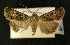  ( - AOC Lep 00346)  @14 [ ] Copyright (2014) Axel Hausmann/Bavarian State Collection of Zoology (ZSM) Universidad de Murcia