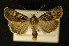  ( - AOC Lep 00347)  @14 [ ] Copyright (2014) Axel Hausmann/Bavarian State Collection of Zoology (ZSM) Universidad de Murcia