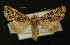  ( - AOC Lep 00348)  @14 [ ] Copyright (2014) Axel Hausmann/Bavarian State Collection of Zoology (ZSM) Universidad de Murcia