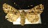  ( - AOC Lep 00350)  @15 [ ] Copyright (2014) Axel Hausmann/Bavarian State Collection of Zoology (ZSM) Universidad de Murcia