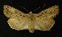  ( - AOC Lep 00358)  @12 [ ] Copyright (2014) Axel Hausmann/Bavarian State Collection of Zoology (ZSM) Universidad de Murcia
