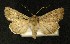  ( - AOC Lep 00359)  @13 [ ] Copyright (2014) Axel Hausmann/Bavarian State Collection of Zoology (ZSM) Universidad de Murcia
