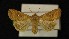  ( - AOC Lep 00371)  @11 [ ] Copyright (2014) Axel Hausmann/Bavarian State Collection of Zoology (ZSM) Universidad de Murcia