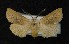  (Agrotis turatii - AOC Lep 00415)  @14 [ ] Copyright (2014) Dr. Antonio S. Ortiz Universidad de Murcia