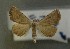  ( - AOC Lep 00576)  @14 [ ] Copyright (2014) Bavarian State Collection of Zoology (ZSM) Universidad de Murcia