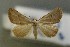  ( - AOC Lep 00577)  @14 [ ] Copyright (2014) Bavarian State Collection of Zoology (ZSM) Universidad de Murcia