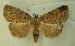  ( - AOC Lep 00583)  @11 [ ] Copyright (2014) Bavarian State Collection of Zoology (ZSM) Universidad de Murcia