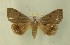  ( - AOC Lep 00584)  @11 [ ] Copyright (2014) Bavarian State Collection of Zoology (ZSM) Universidad de Murcia