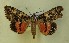  ( - AOC Lep 00585)  @14 [ ] Copyright (2014) Bavarian State Collection of Zoology (ZSM) Universidad de Murcia
