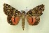  (Catocala coniuncta - AOC Lep 00586)  @15 [ ] Copyright (2014) Bavarian State Collection of Zoology (ZSM) Universidad de Murcia