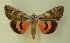  ( - AOC Lep 00588)  @11 [ ] Copyright (2014) Bavarian State Collection of Zoology (ZSM) Universidad de Murcia
