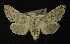  ( - AOC Lep 00593)  @13 [ ] Copyright (2014) Bavarian State Collection of Zoology (ZSM) Universidad de Murcia