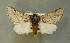 ( - AOC Lep 00603)  @15 [ ] Copyright (2014) Bavarian State Collection of Zoology (ZSM) Universidad de Murcia