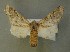  ( - AOC Lep 00604)  @14 [ ] Copyright (2014) Bavarian State Collection of Zoology (ZSM) Universidad de Murcia