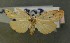  ( - AOC Lep 00607)  @12 [ ] Copyright (2014) Bavarian State Collection of Zoology (ZSM) Universidad de Murcia