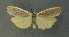  ( - AOC Lep 00617)  @13 [ ] Copyright (2014) Bavarian State Collection of Zoology (ZSM) Universidad de Murcia