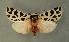  ( - AOC Lep 00639)  @14 [ ] Copyright (2014) Bavarian State Collection of Zoology (ZSM) Universidad de Murcia