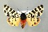  (Arctia tigrina - AOC Lep 00644)  @15 [ ] Copyright (2014) Bavarian State Collection of Zoology (ZSM) Universidad de Murcia