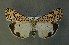  ( - AOC Lep 00654)  @13 [ ] Copyright (2014) Bavarian State Collection of Zoology (ZSM) Universidad de Murcia
