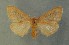  ( - AOC Lep 00661)  @13 [ ] Copyright (2014) Bavarian State Collection of Zoology (ZSM) Universidad de Murcia
