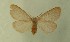  ( - AOC Lep 00662)  @12 [ ] Copyright (2014) Bavarian State Collection of Zoology (ZSM) Universidad de Murcia
