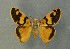  ( - AOC Lep 00663)  @11 [ ] Copyright (2014) Bavarian State Collection of Zoology (ZSM) Universidad de Murcia