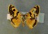  ( - AOC Lep 00664)  @11 [ ] Copyright (2014) Bavarian State Collection of Zoology (ZSM) Universidad de Murcia