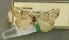  ( - AOC Lep 00668)  @13 [ ] Copyright (2014) Bavarian State Collection of Zoology (ZSM) Universidad de Murcia