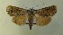  ( - AOC Lep 00677)  @14 [ ] Copyright (2014) Bavarian State Collection of Zoology (ZSM) Universidad de Murcia