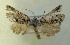  ( - AOC Lep 00679)  @12 [ ] Copyright (2014) Bavarian State Collection of Zoology (ZSM) Universidad de Murcia