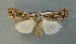  ( - AOC Lep 00681)  @14 [ ] Copyright (2014) Bavarian State Collection of Zoology (ZSM) Universidad de Murcia