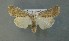  ( - AOC Lep 00682)  @12 [ ] Copyright (2014) Bavarian State Collection of Zoology (ZSM) Universidad de Murcia