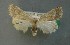  ( - AOC Lep 00683)  @11 [ ] Copyright (2014) Bavarian State Collection of Zoology (ZSM) Universidad de Murcia