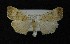  ( - AOC Lep 00687)  @12 [ ] Copyright (2014) Bavarian State Collection of Zoology (ZSM) Universidad de Murcia