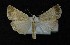  (Caradrina armeniaca - AOC Lep 00688)  @13 [ ] Copyright (2014) Bavarian State Collection of Zoology (ZSM) Universidad de Murcia