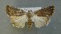  ( - AOC Lep 00691)  @11 [ ] Copyright (2014) Bavarian State Collection of Zoology (ZSM) Universidad de Murcia