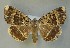  ( - AOC Lep 00697)  @15 [ ] Copyright (2014) Bavarian State Collection of Zoology (ZSM) Universidad de Murcia
