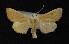  ( - AOC Lep 00704)  @12 [ ] Copyright (2014) Bavarian State Collection of Zoology (ZSM) Universidad de Murcia