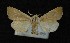  (Sesamia nonagrioides - AOC Lep 00716)  @13 [ ] Copyright (2014) Bavarian State Collection of Zoology (ZSM) Universidad de Murcia