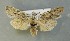  ( - AOC Lep 00717)  @12 [ ] Copyright (2014) Bavarian State Collection of Zoology (ZSM) Universidad de Murcia