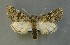  (Polymixis lichenea - AOC Lep 00721)  @14 [ ] Copyright (2014) Bavarian State Collection of Zoology (ZSM) Universidad de Murcia