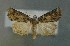  ( - AOC Lep 00729)  @14 [ ] Copyright (2014) Bavarian State Collection of Zoology (ZSM) Universidad de Murcia
