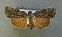  ( - AOC Lep 00731)  @13 [ ] Copyright (2014) Bavarian State Collection of Zoology (ZSM) Universidad de Murcia