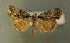  ( - AOC Lep 00732)  @12 [ ] Copyright (2014) Bavarian State Collection of Zoology (ZSM) Universidad de Murcia